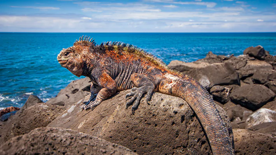 Os répteis dependem da temperatura ambiente para regular o corpo