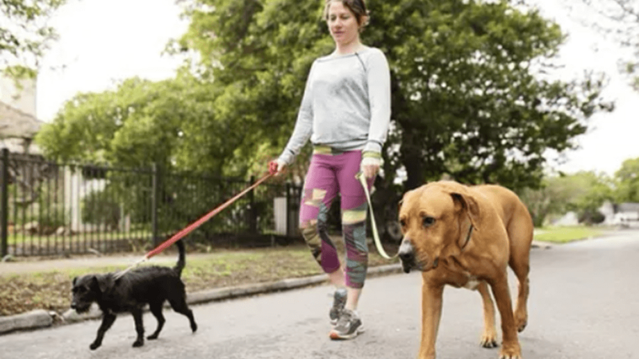 Há cada vez mais espaços pet friendly e Lisboa não é exceção