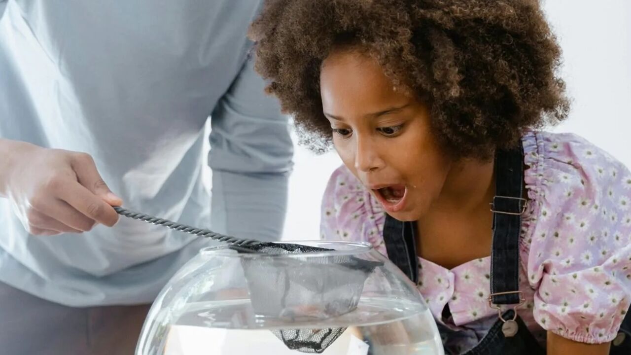 Ter um amigo aquático pode ser uma ótima opção se procura uma companhia mais sossegada lá para casa