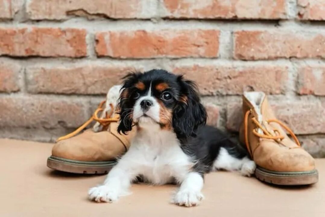 Todos os donos de cães já passaram pela frustração de tentar ensinar algo ao patudo