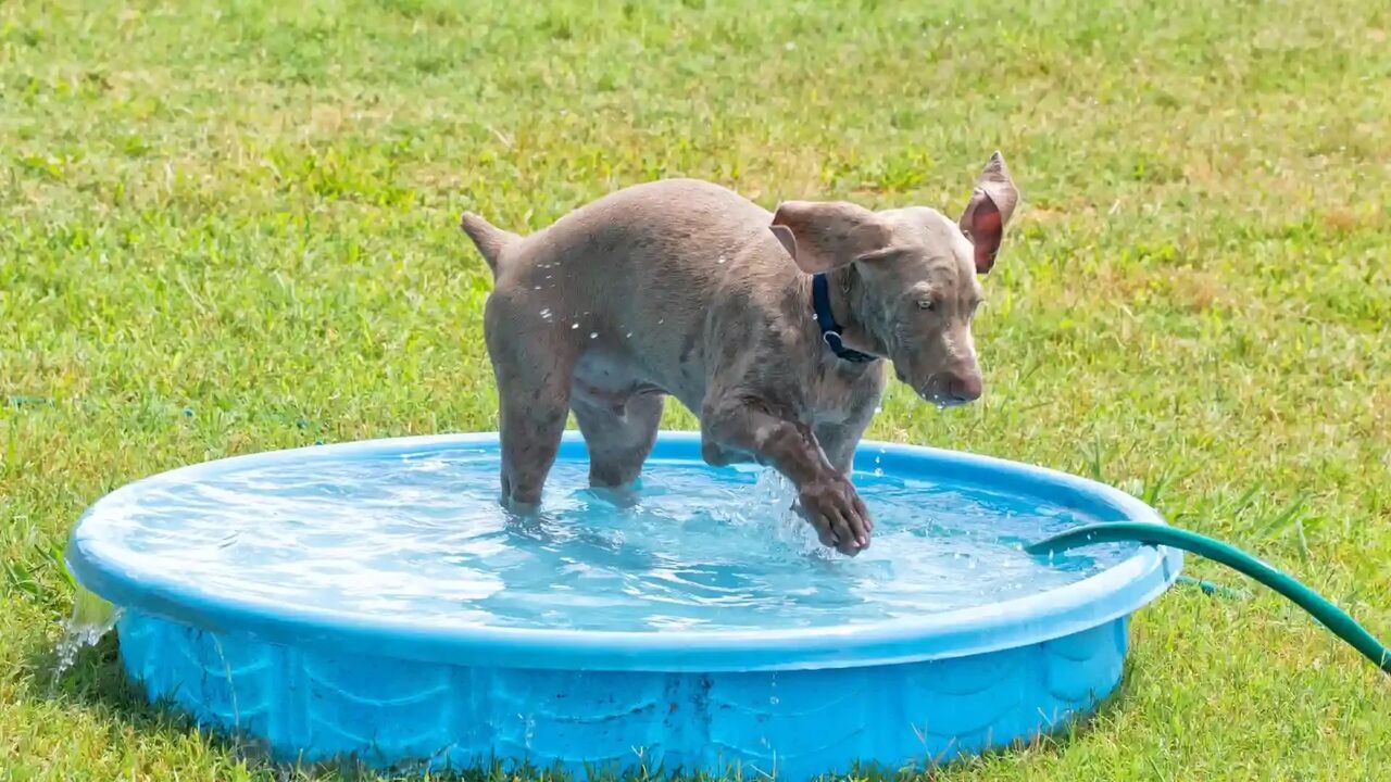  É preciso ter atenção a vários factores quando o seu cão se atira à piscina