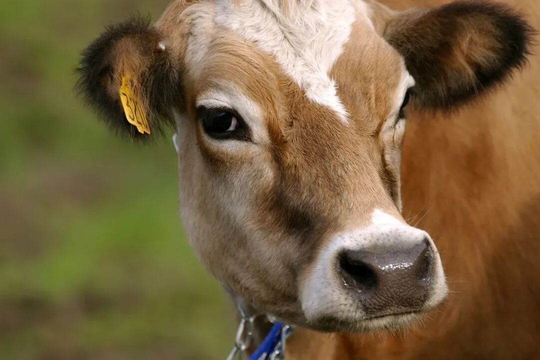 Fazer descer o preço do “bife” pode ser mais complicado do que diminuir o dos ovos.