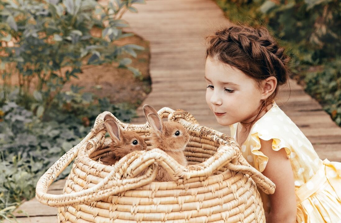 Menina observa coelhos numa cesta, animais com mudança de comportamento no verão