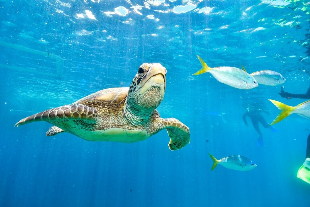 Tartarugas precisam de cuidados especiais no verão para evitar choque térmico