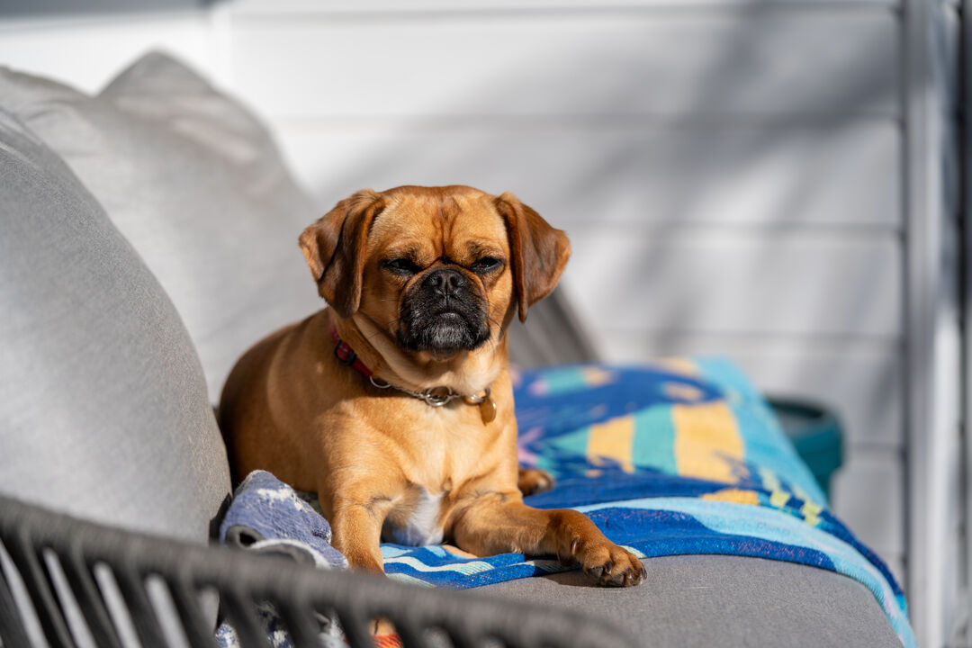 Cão precisa de protetor solar para evitar problemas de pele