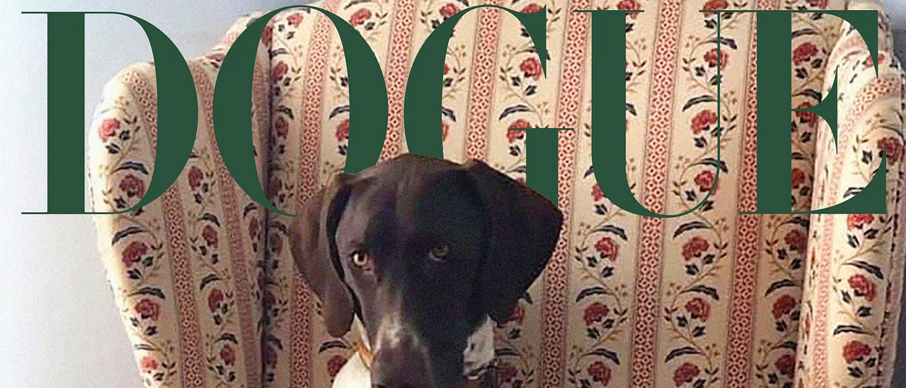 Tango foi considerado pela Vogue o pet mais fotogénico 