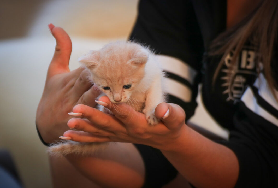 Guia para adotar um gatinho bebé: prepare-se para o novo membro da família