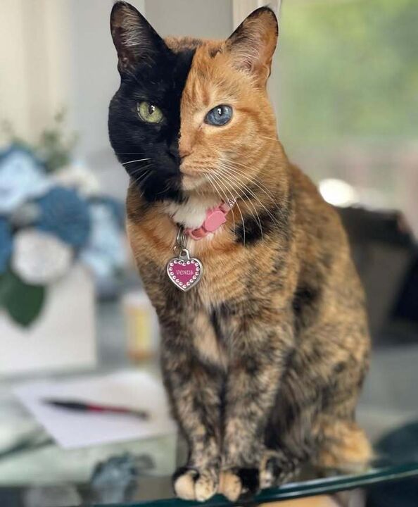 Venus, the Two Faced Cat