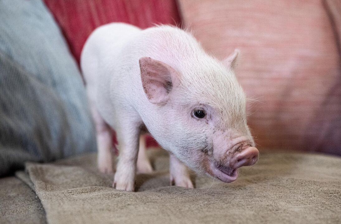 Mini Pig