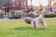 Cão de estimação passeia num parque; cuidado com o bicho no calor