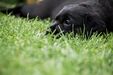 Cuidado com parasitas; proteja o seu cão