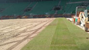Tiras do novo relvado do Estádio José Alvalade