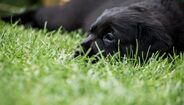 Cuidado com parasitas; proteja o seu cão
