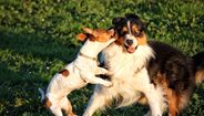 Cães de grande e pequeno porte necessitam de cuidados diferentes para uma vida longa e saudável