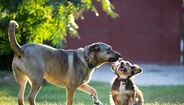 Veterinária Cláudia Santos explica as diferenças nos cuidados a cães de grande e pequeno porte