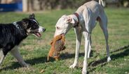 Cães de portes diferentes precisam de cuidados distintos para uma vida saudável