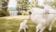 Cães de grande e pequeno porte requerem cuidados diferentes para uma vida longa e saudável