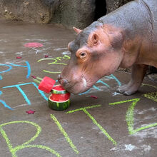 <![CDATA[ Zoo nos EUA faz bolo de melancia para celebrar aniversário de hipopótamo ]]>