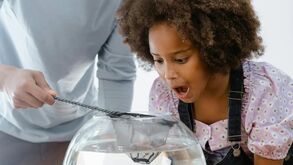 Este são os 5 truques para que os seus peixes vivam durante mais tempo!