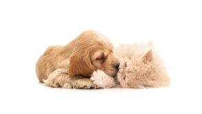 Um novo site com uma nova imagem a pensar ainda mais no seu pet