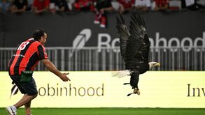 Tal como os chapéus, águias há muitas