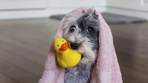 O seu patudo tem um mau odor? Pode não ser do calor! Há infeções que podem gerar cheiro intenso: saiba tudo