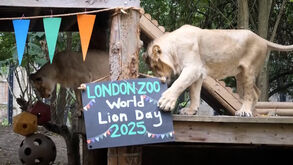 Uma bola, leões e... uma data especial para celebrar: o que é que se passa em Londres?