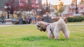 Cão de estimação passeia num parque; cuidado com o bicho no calor