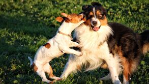 Cães de grande e pequeno porte necessitam de cuidados diferentes para uma vida longa e saudável
