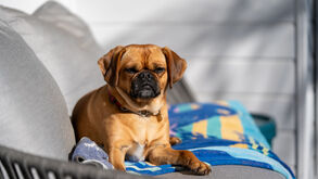 Protetor solar para pets? Saiba quando e como usar