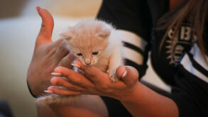 Guia para adotar um gatinho bebé: prepare-se para o novo membro da família