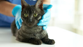 Gato recebe cuidados veterinários para garantir saúde e bem-estar