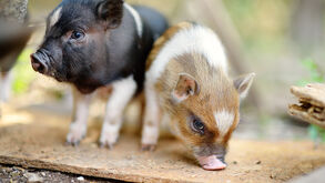 Sim, os porcos podem ser animais de estimação: conheça as 5 raças mais adequadas para adotar e ter em casa