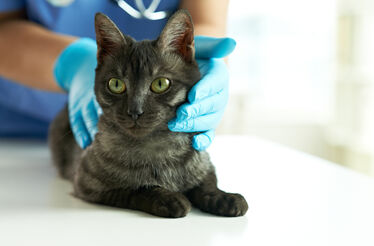 Gato recebe cuidados veterinários para garantir saúde e bem-estar