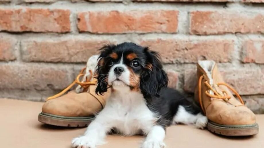 Todos os donos de cães já passaram pela frustração de tentar ensinar algo ao patudo