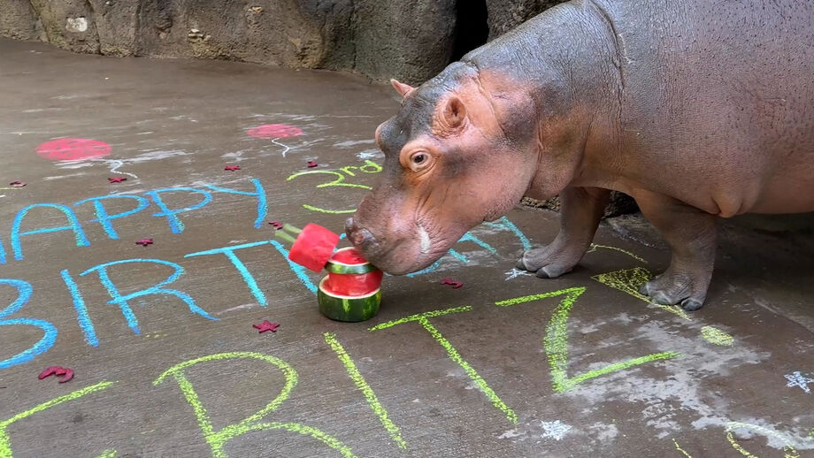 Animal completou 3 anos de idade e teve direito a surpresa