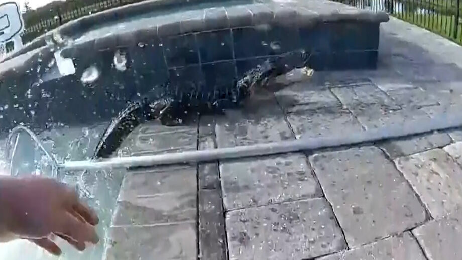 Animal foi encontrado numa piscina em St Augustine