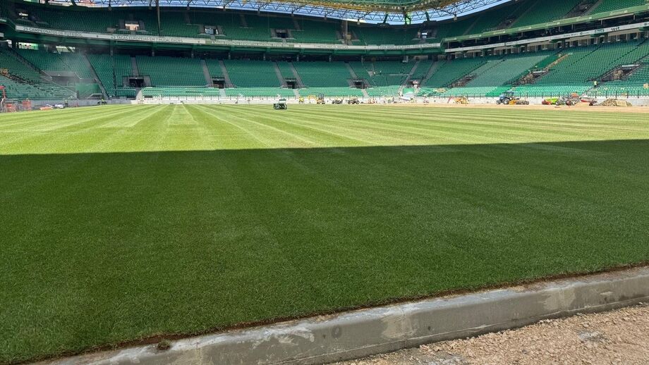 Novo relvado em Alvalade