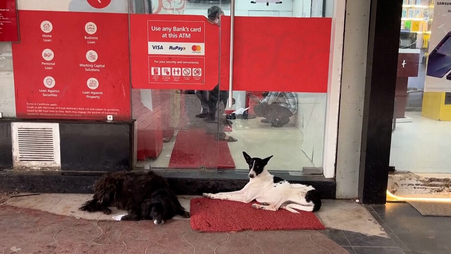 Autoridades de Nova Deli são obrigadas a remover todos os cães das ruas