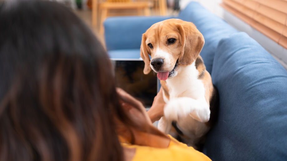 Cão observa dono, procurando interação e lendo o seu estado de espírito