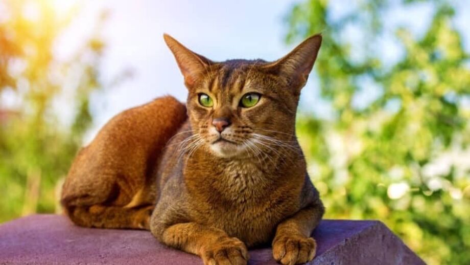 O Abissínio é tão apegado aos humanos que pode até ficar deprimido se passar muito tempo sozinho.