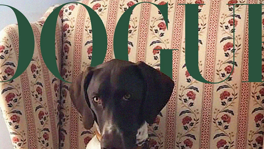 Tango foi considerado pela Vogue o pet mais fotogénico 