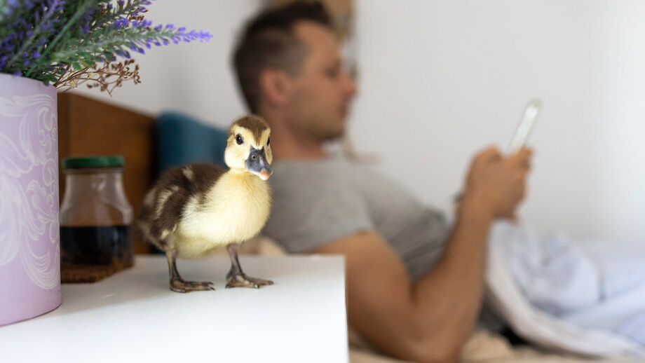 Patos podem ser companheiros bastante divertidos, inteligentes e até carinhosos 