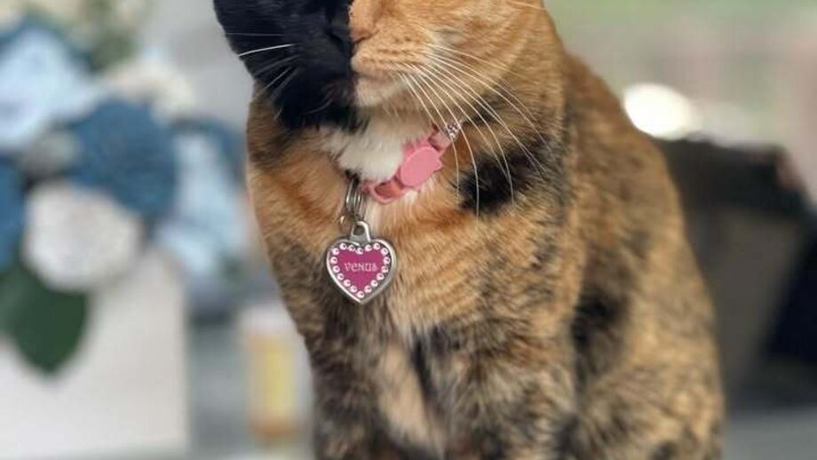 Venus, the Two Faced Cat