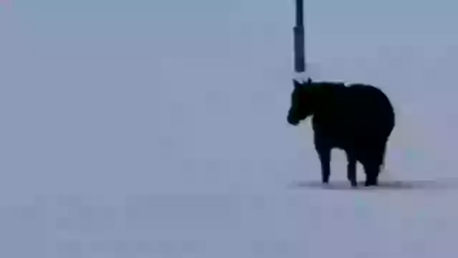 Desafio: Para onde caminha o cavalo?