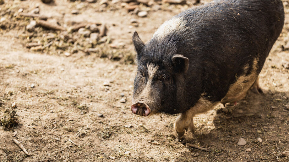 Porcos vietnamitas ganham popularidade como animais de estimação