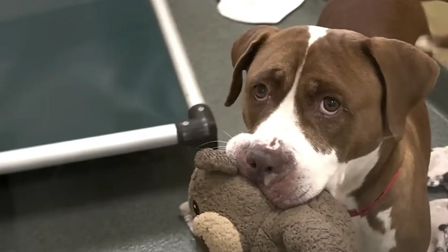 Peanut - Humane Society of Broward County