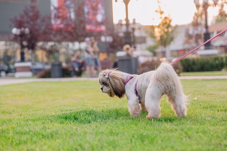 Cão de estimação passeia num parque; cuidado com o bicho no calor