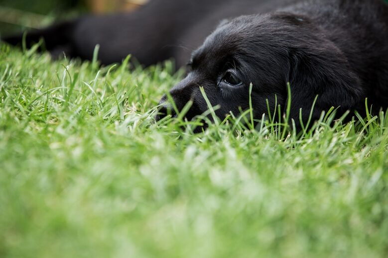 Cuidado com parasitas; proteja o seu cão