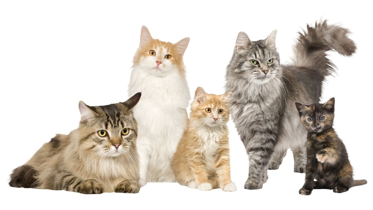 Gatos de diferentes raças